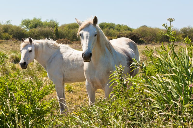 Serrurier à Nîmes en urgence Serrurier à Nîmes en urgence